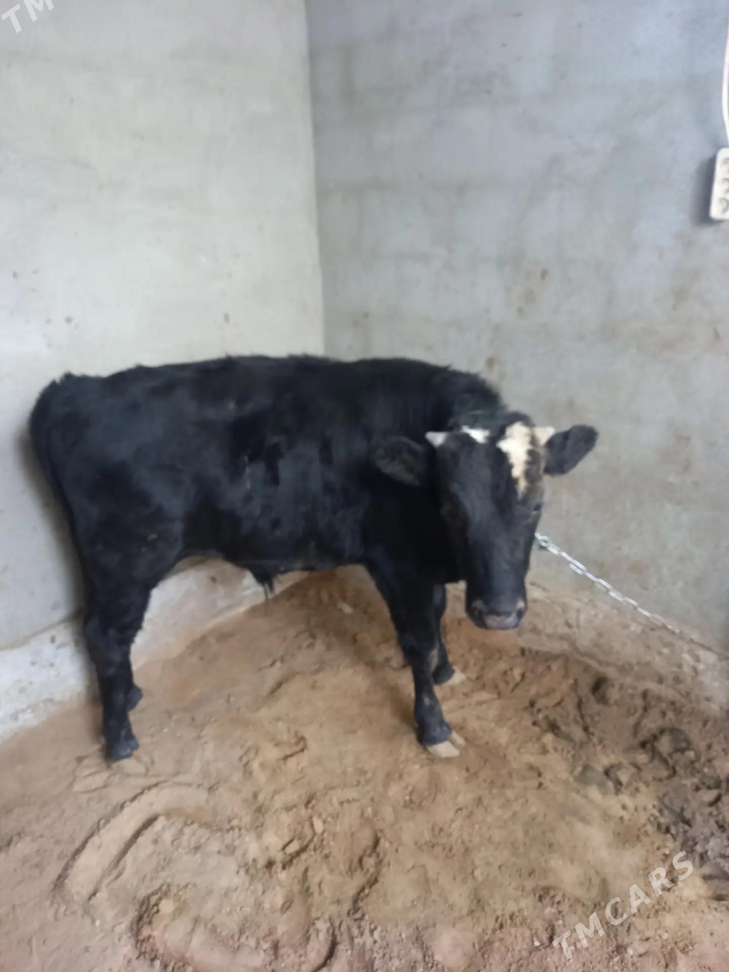 Okuz 1 yasan - Gökdepe - img 1