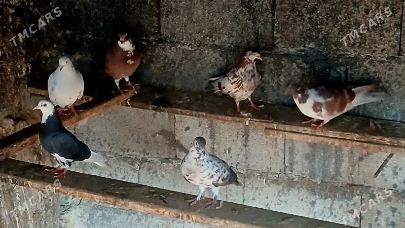 kepder - Büzmeýin - img 3