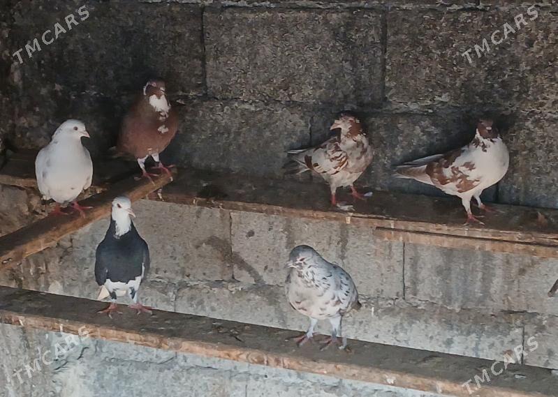 kepder - Büzmeýin - img 2