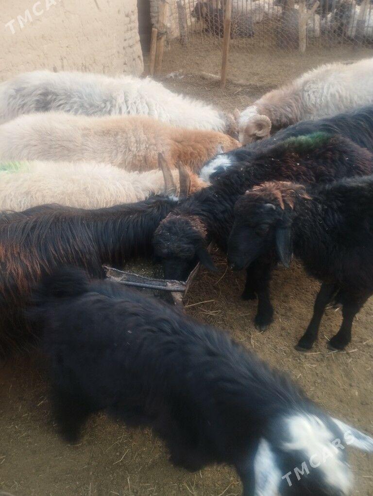 Кичи мал - Baýramaly - img 2