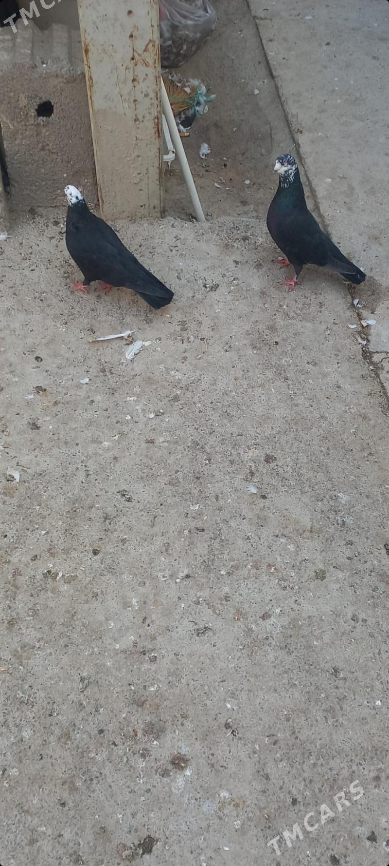 kepderi - Çoganly - img 3