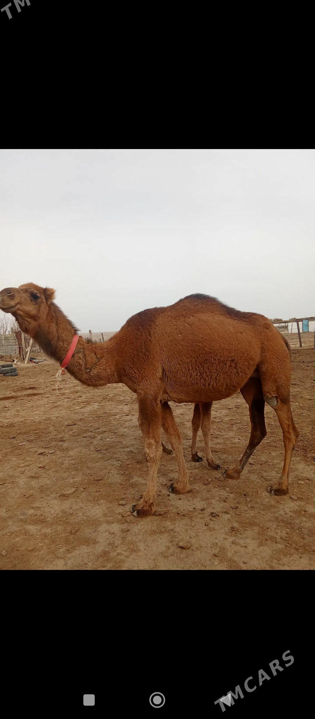 düýe - Гумдаг - img 3