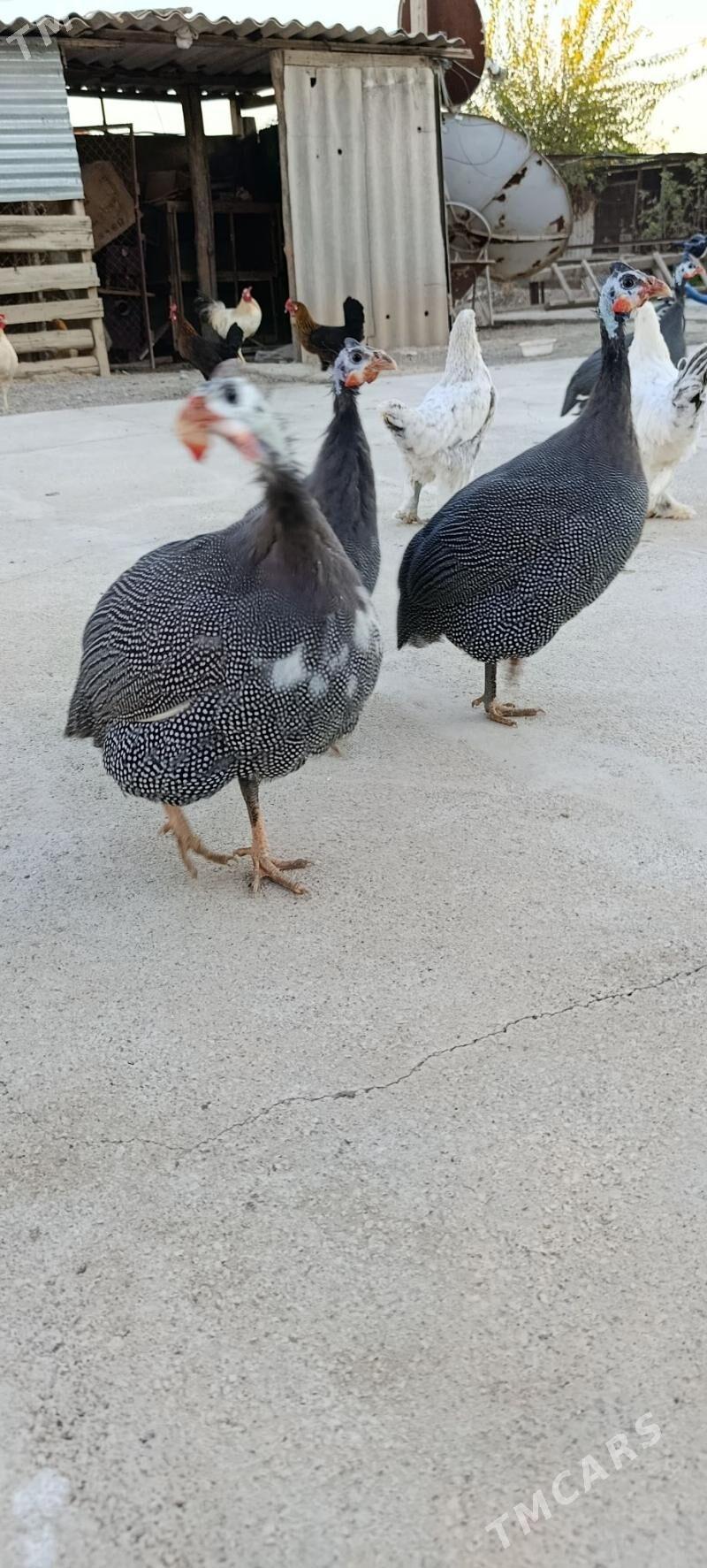 sisarka kakilik - Ашхабад - img 2