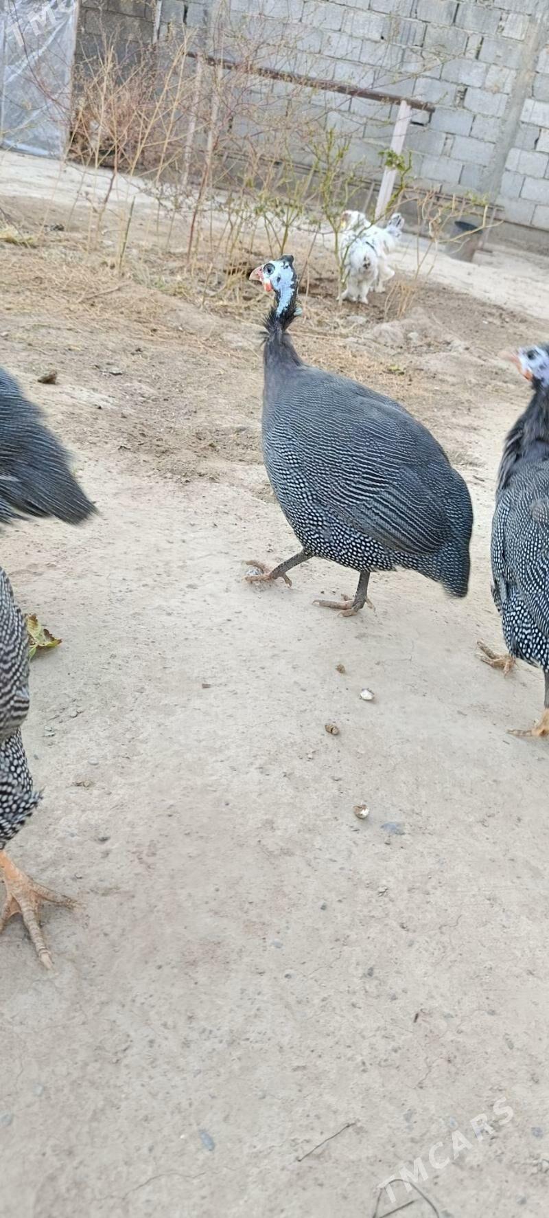 sisarka kakilik - Ашхабад - img 3