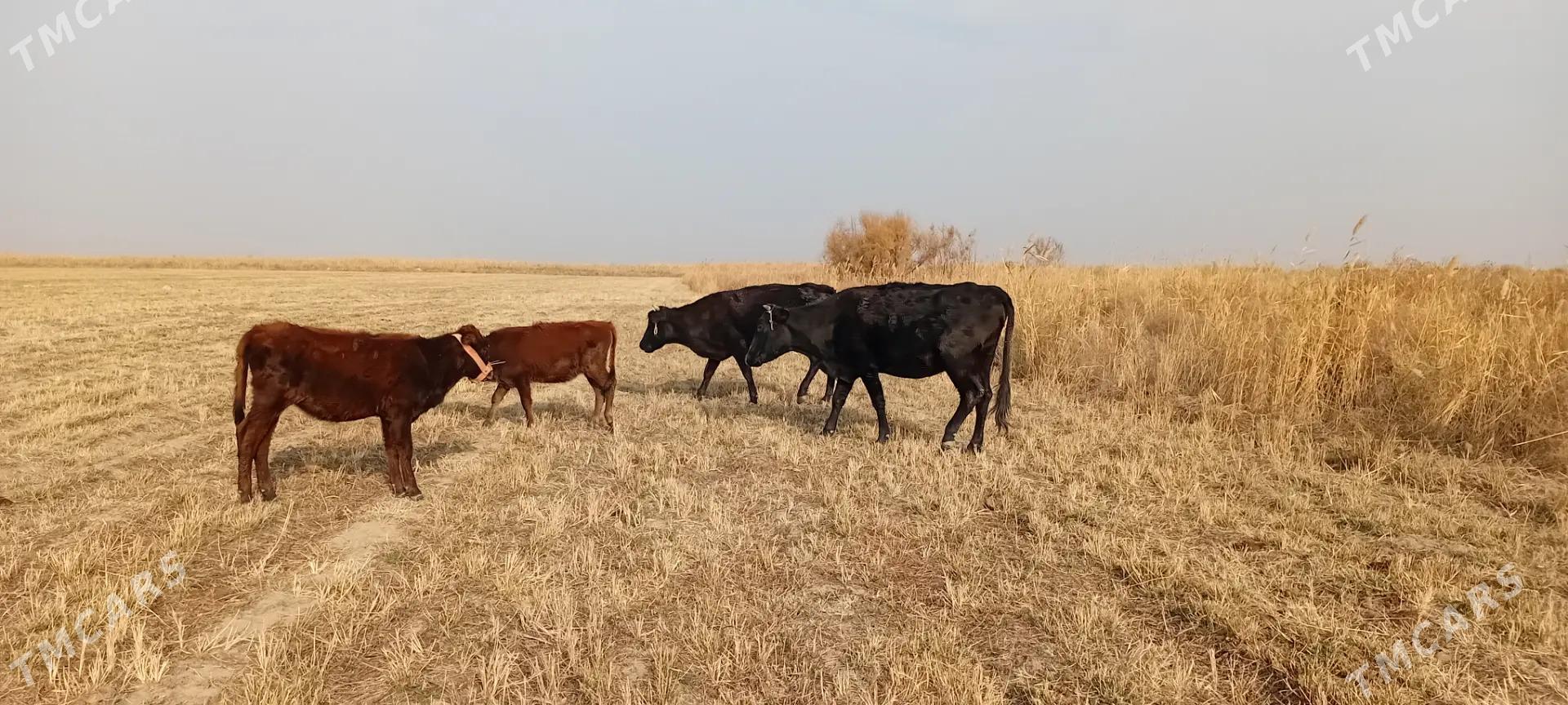 Göleli sygyr - Ak bugdaý etraby - img 1