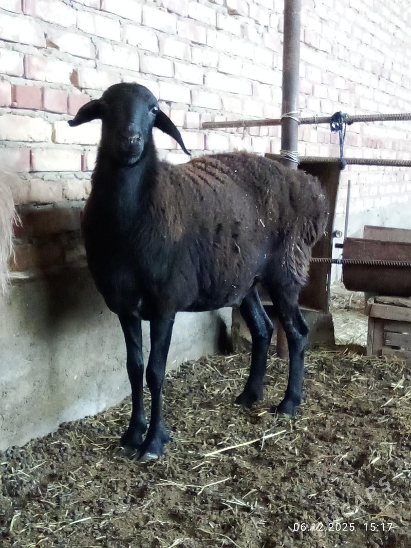 Gissar Ene Goýunlar Gurat - Gökdepe - img 3