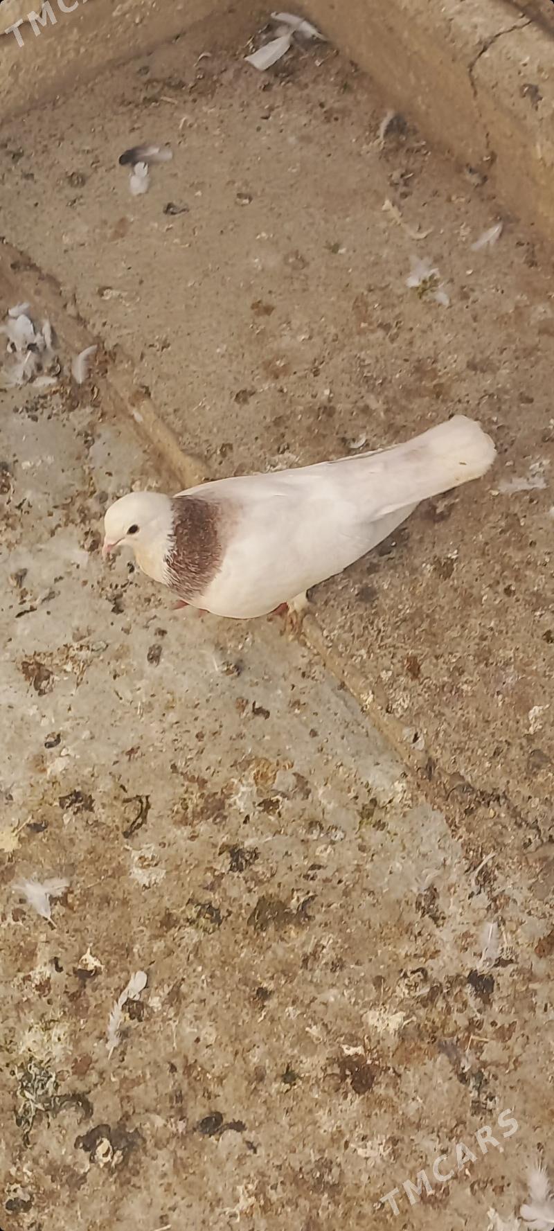 kepderi - Çoganly - img 2