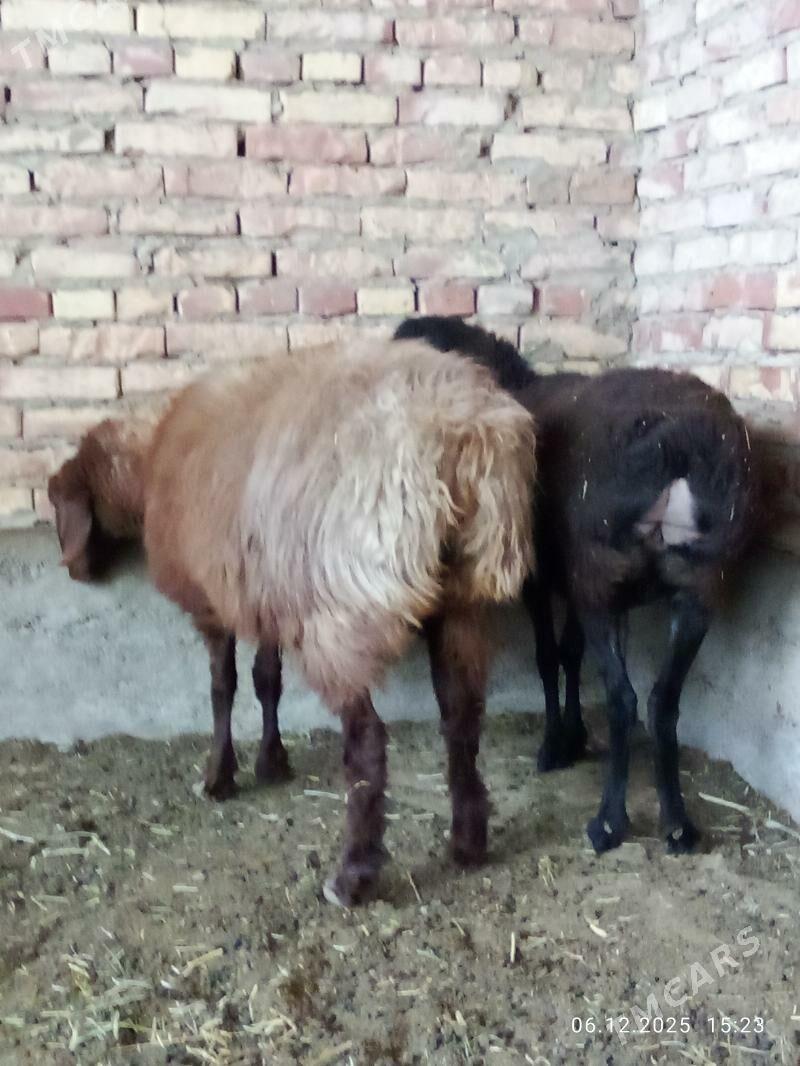 Gissar Ene Goýunlar Gurat - Gökdepe - img 4