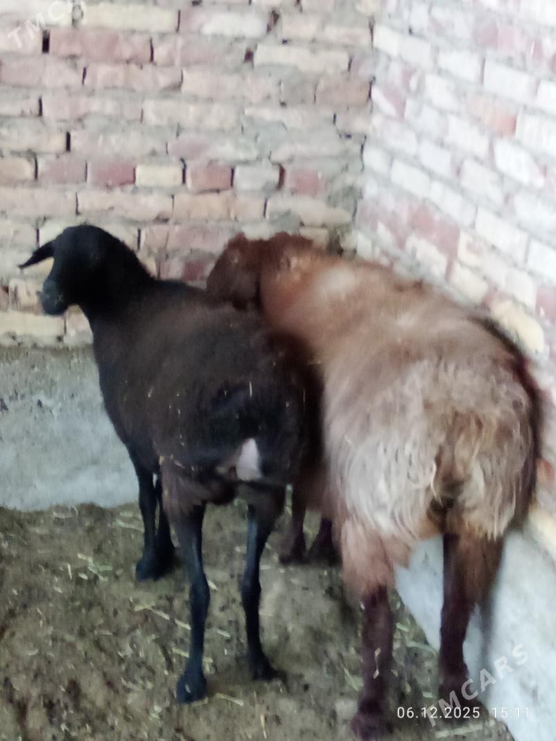 Gissar Ene Goýunlar Gurat - Gökdepe - img 2