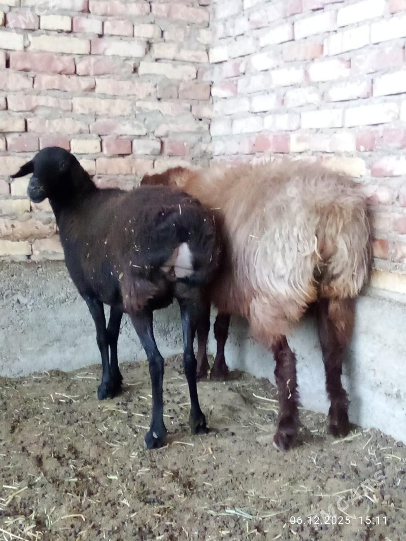 Gissar Ene Goýunlar Gurat - Gökdepe - img 5