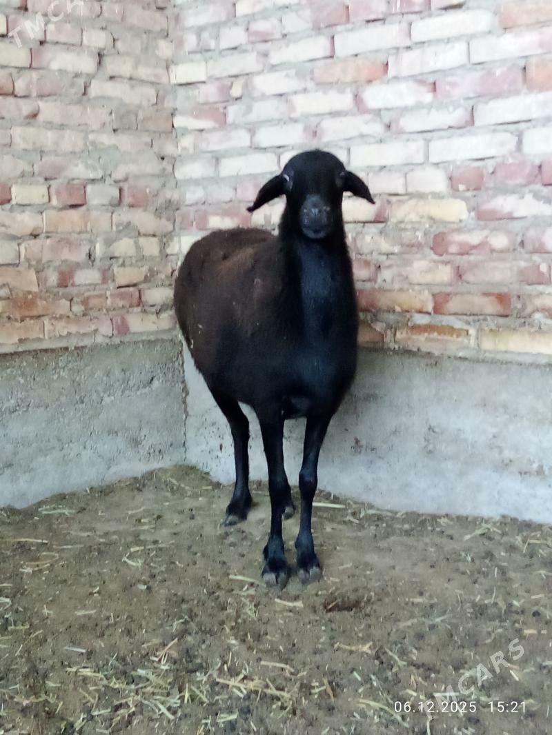 Gissar Ene Goýunlar Gurat - Gökdepe - img 8