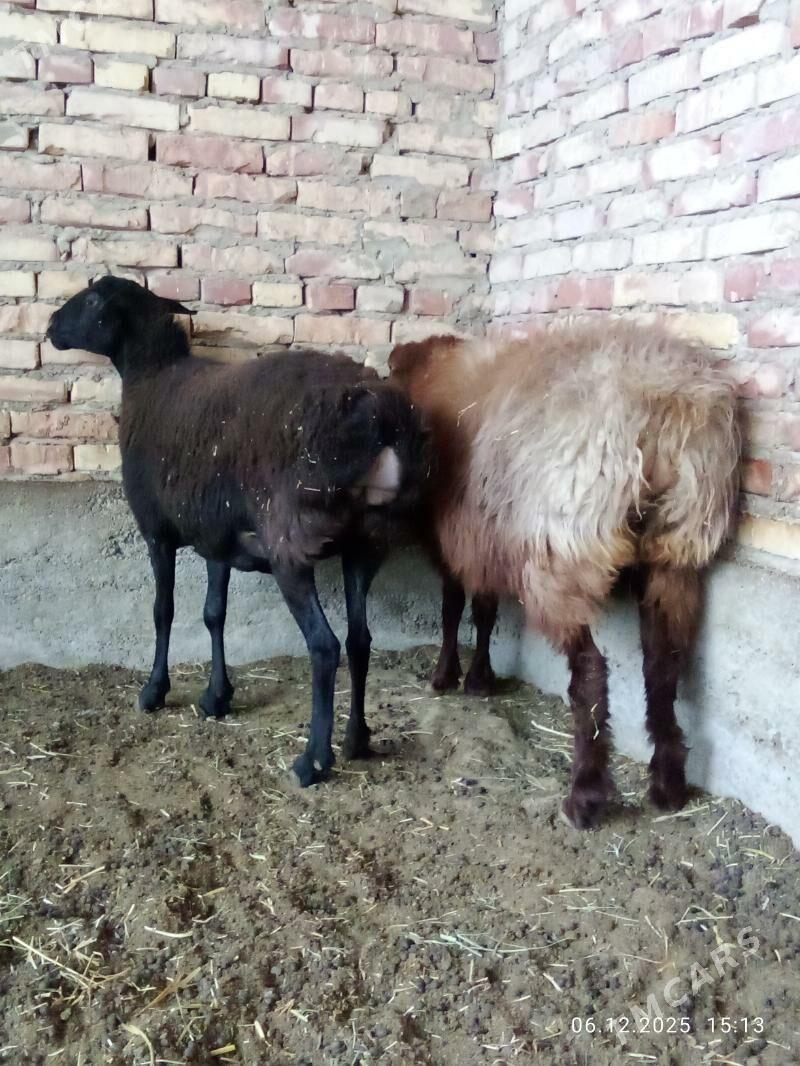 Gissar Ene Goýunlar Gurat - Gökdepe - img 7