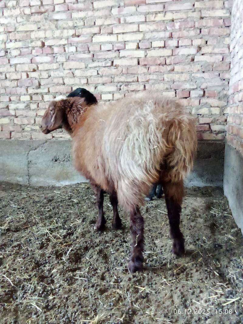 Gissar Ene Goýunlar Gurat - Gökdepe - img 10