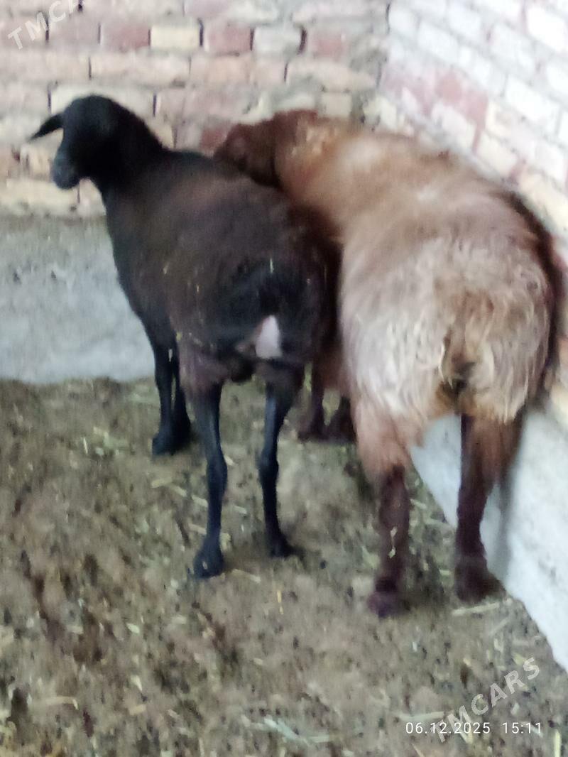 Gissar Ene Goýunlar Gurat - Gökdepe - img 9