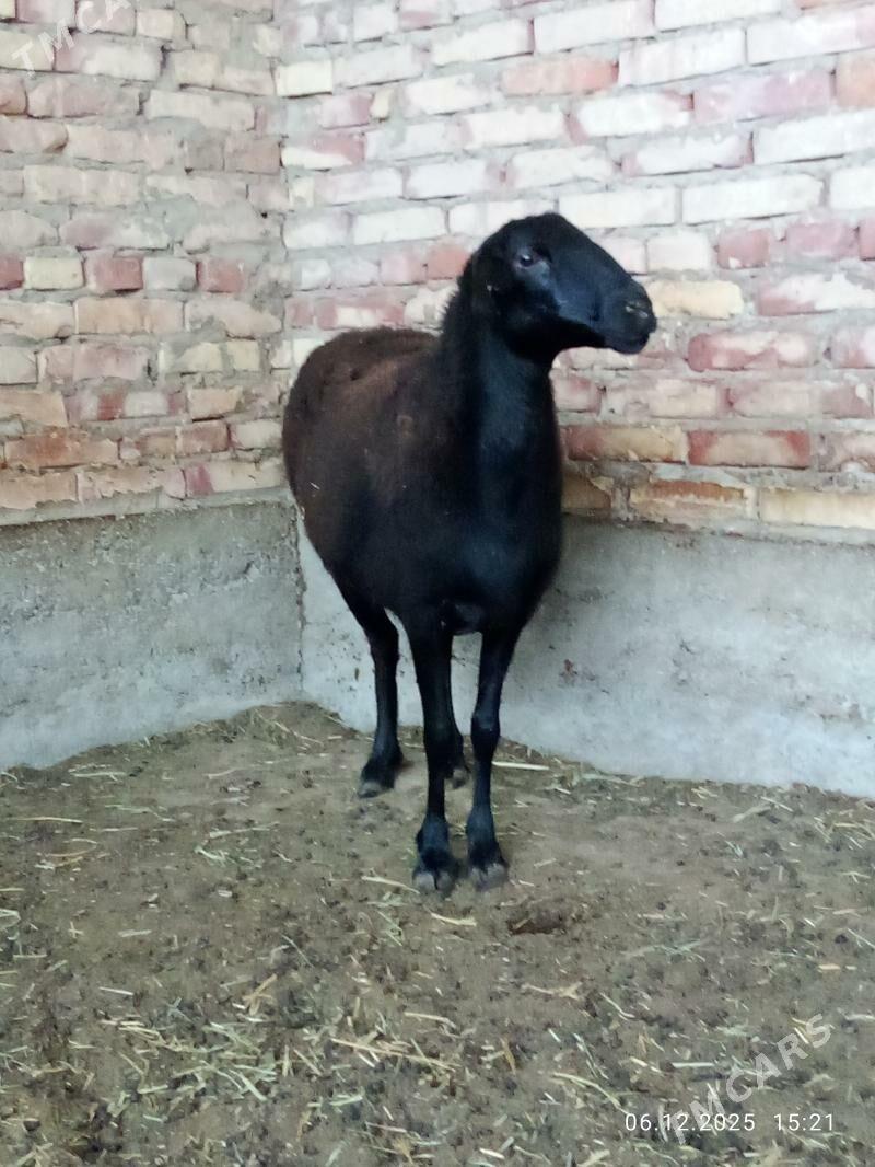 Gissar Ene Goýunlar Gurat - Gökdepe - img 6