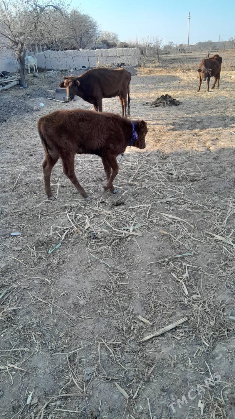 таналы сыгыр - Шабатский этрап - img 2