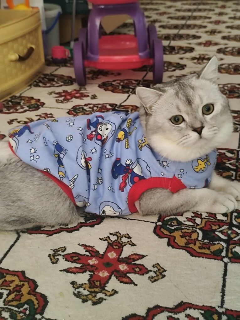 кот - Aşgabat - img 4