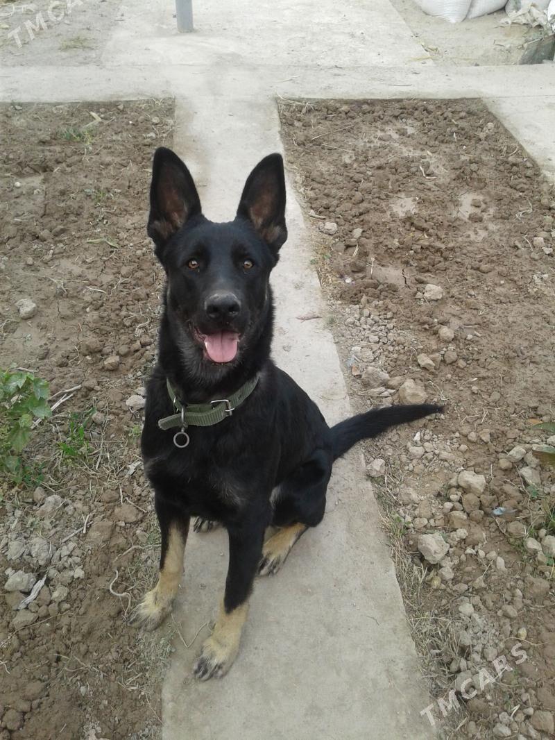 Овчарка кабель - Туркменабат - img 1