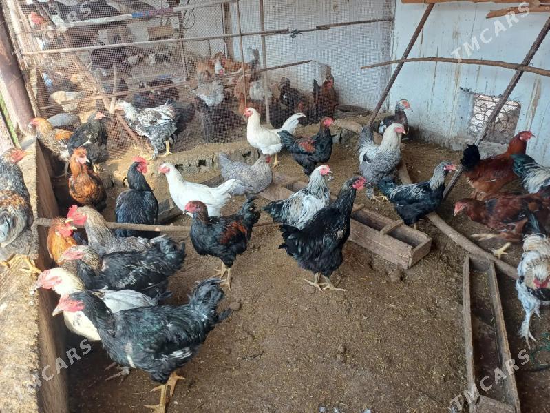 Horaz - Çärjew - img 1