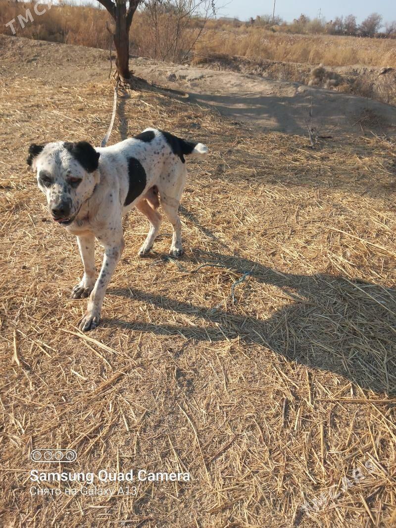 GARA GÖZ - Шабатский этрап - img 1