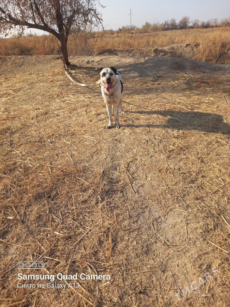 GARA GÖZ - Шабатский этрап - img 3