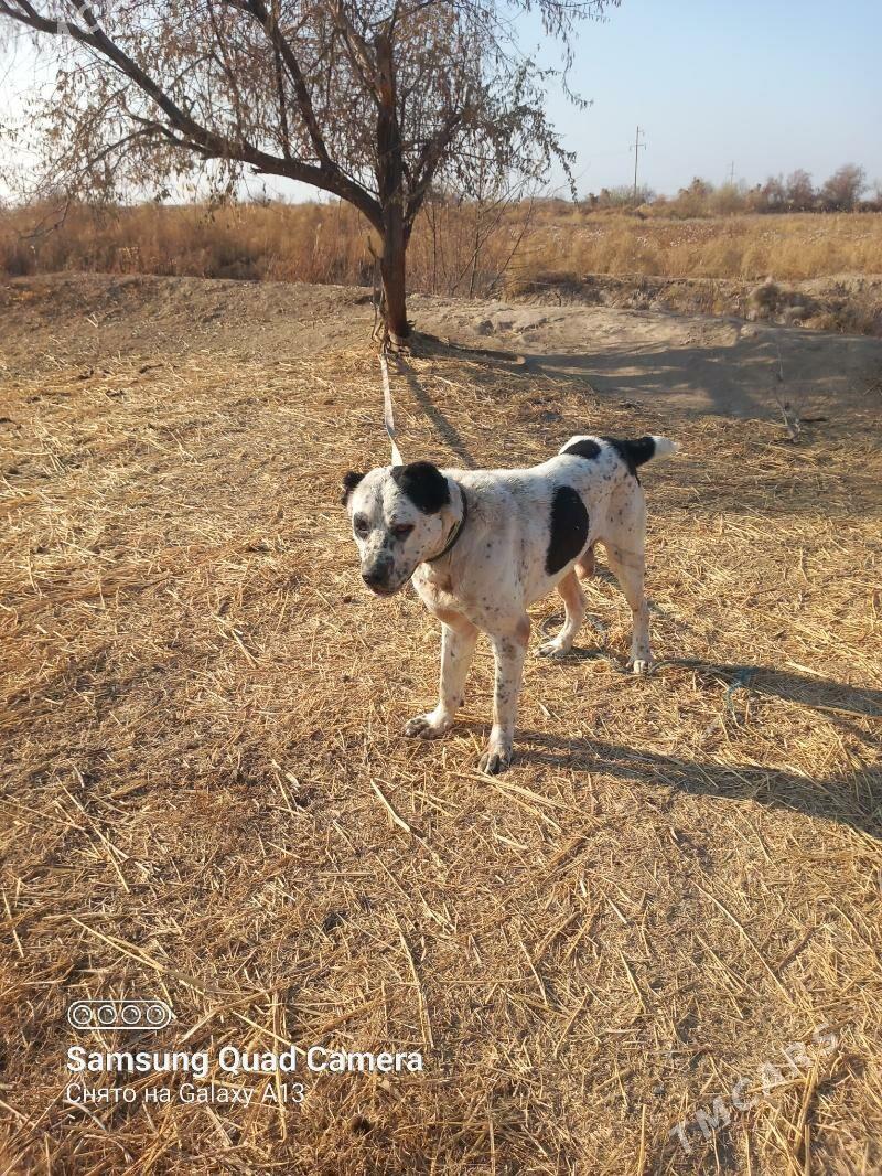 GARA GÖZ - Шабатский этрап - img 2