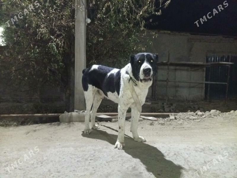 KARA DAG - Шабатский этрап - img 2