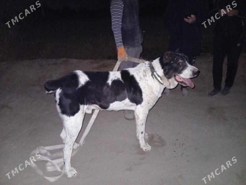 KARA DAG - Шабатский этрап - img 6