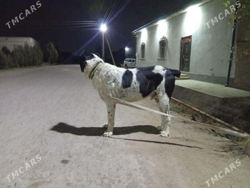 KARA DAG - Шабатский этрап - img 5