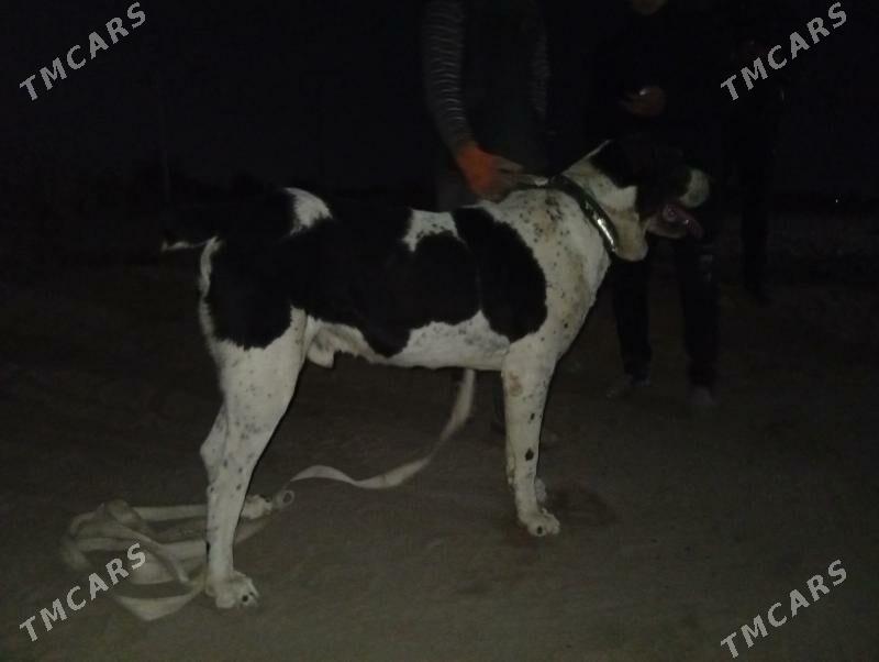 KARA DAG - Шабатский этрап - img 7