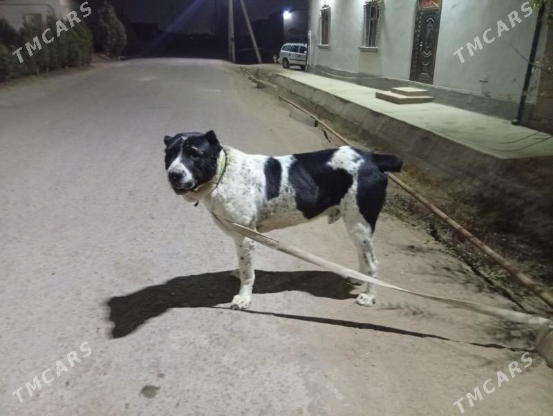 KARA DAG - Шабатский этрап - img 3