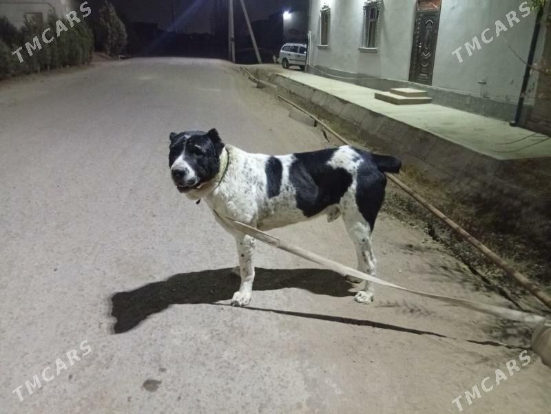 KARA DAG - Шабатский этрап - img 4