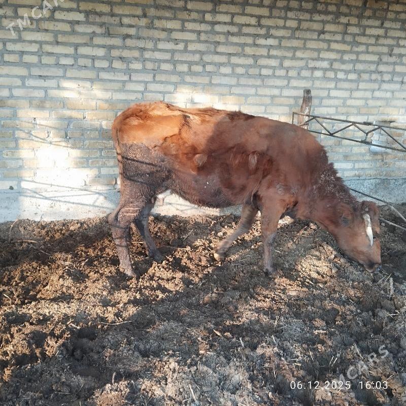 mal - Çärjew - img 2