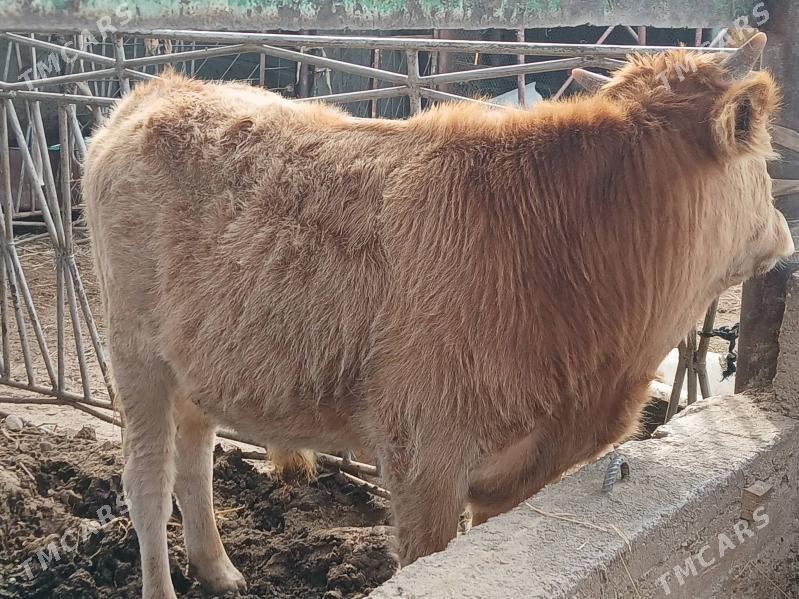 окузлер - Балканабат - img 3