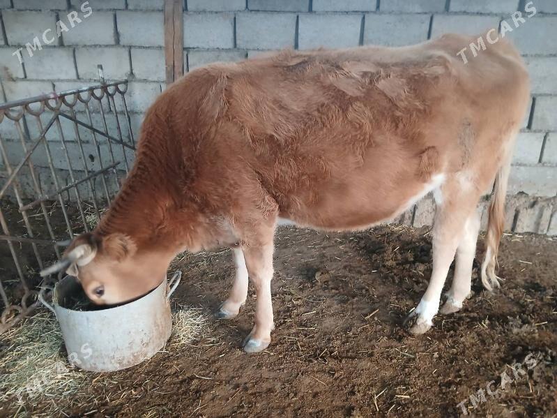 окузлер - Балканабат - img 2