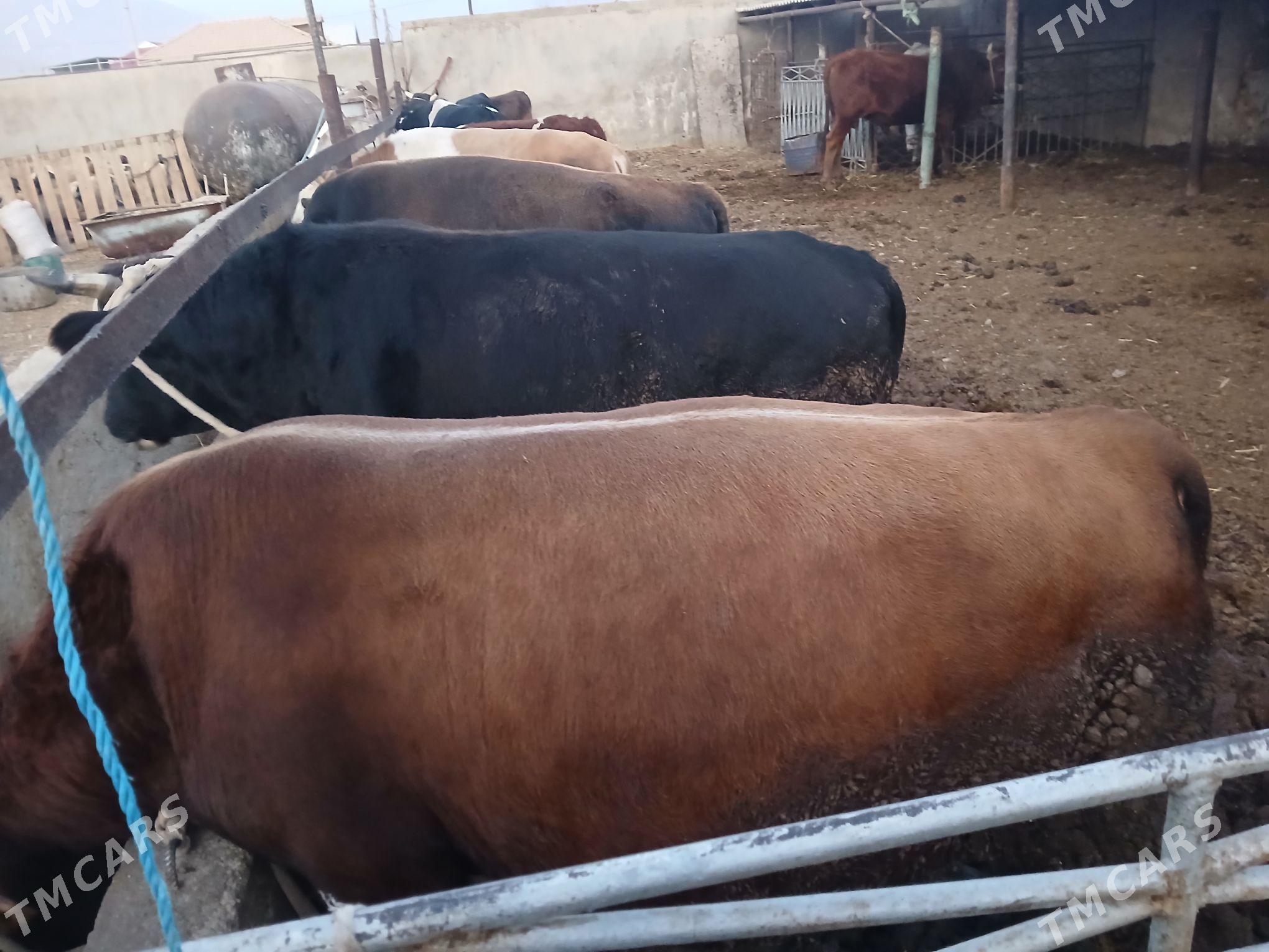 окузлер - Балканабат - img 5