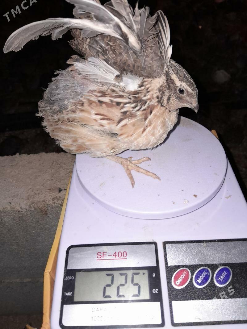 Bedene juje - Gökdepe - img 2