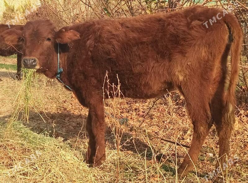 unajyn - Чарджоу - img 1