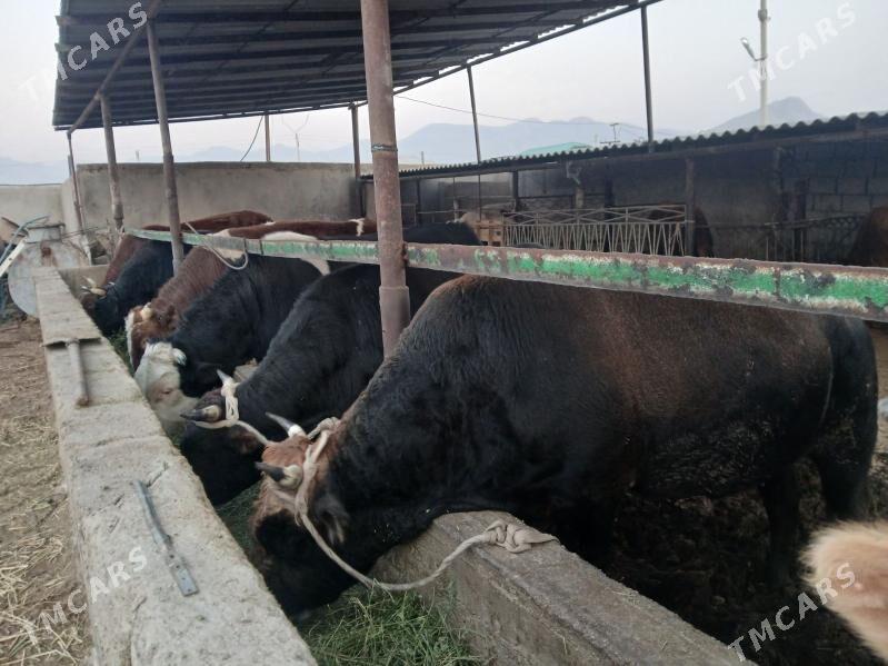 окузлер - Балканабат - img 1