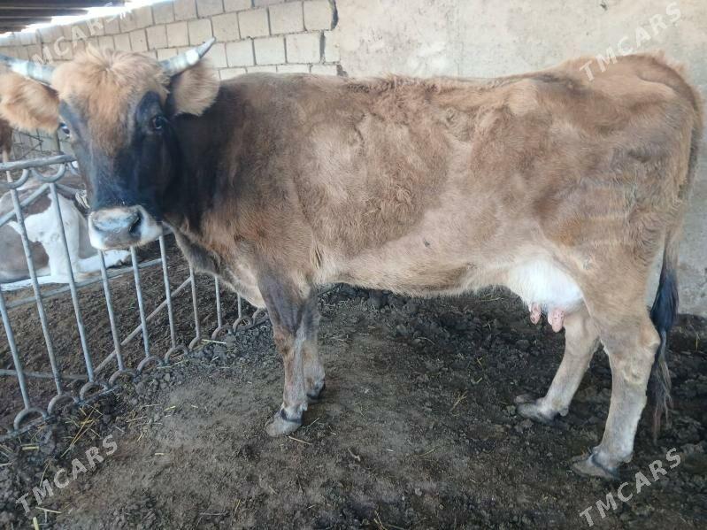 окузлер - Балканабат - img 4