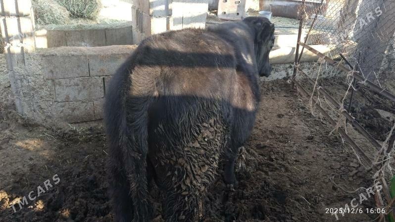 okuz - Бахарден - img 3