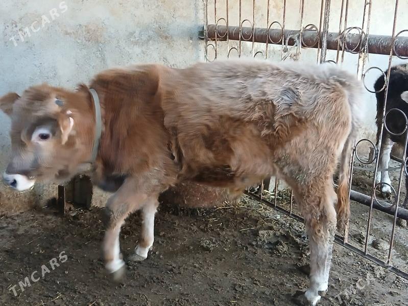 Okuz - Гызыларбат - img 4