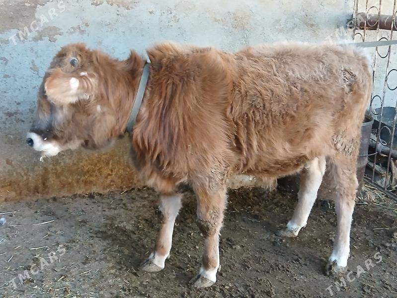 Okuz - Гызыларбат - img 3