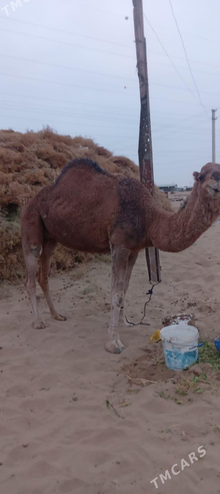 dùýe bakylan - Aşgabat - img 1