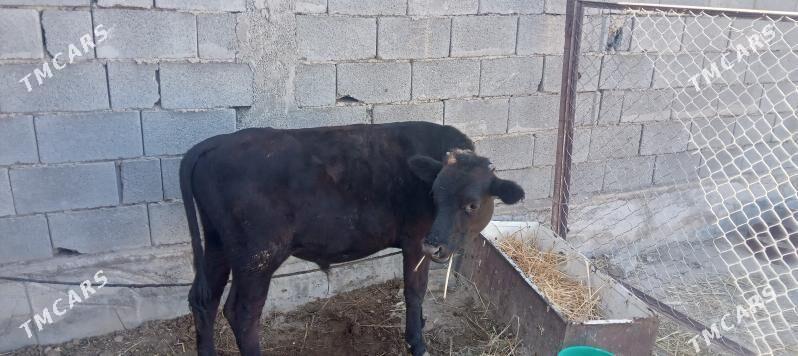 Göle - Änew - img 1