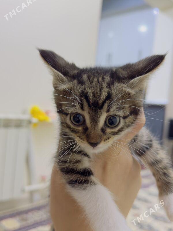 хорошие руки кошки - Ашхабад - img 3