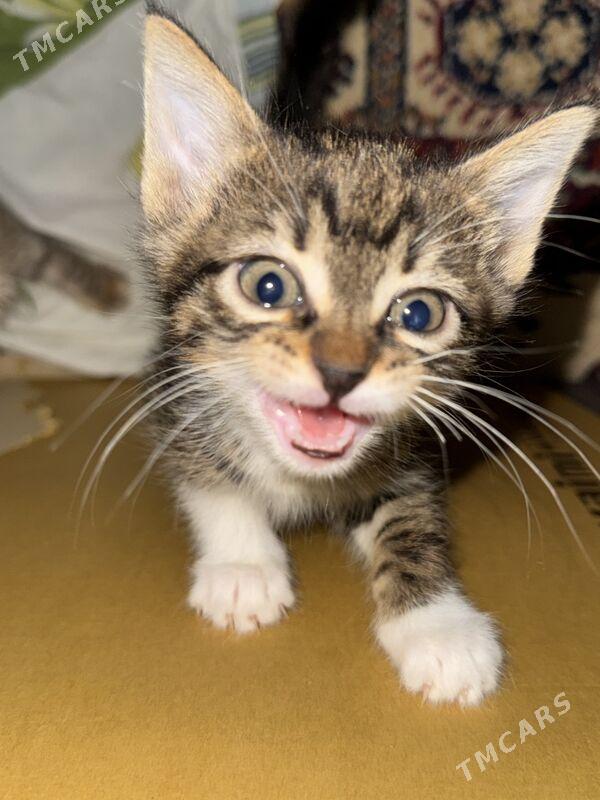 хорошие руки кошки - Ашхабад - img 2