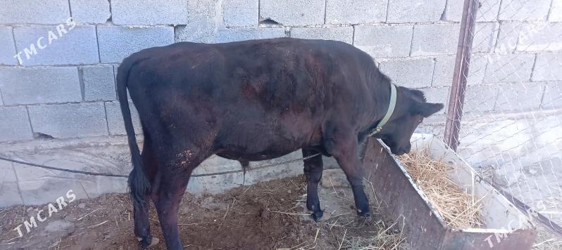 Göle - Änew - img 2