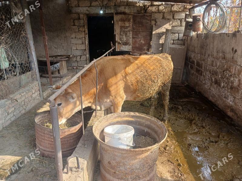 sygyr - Гёкдепе - img 1