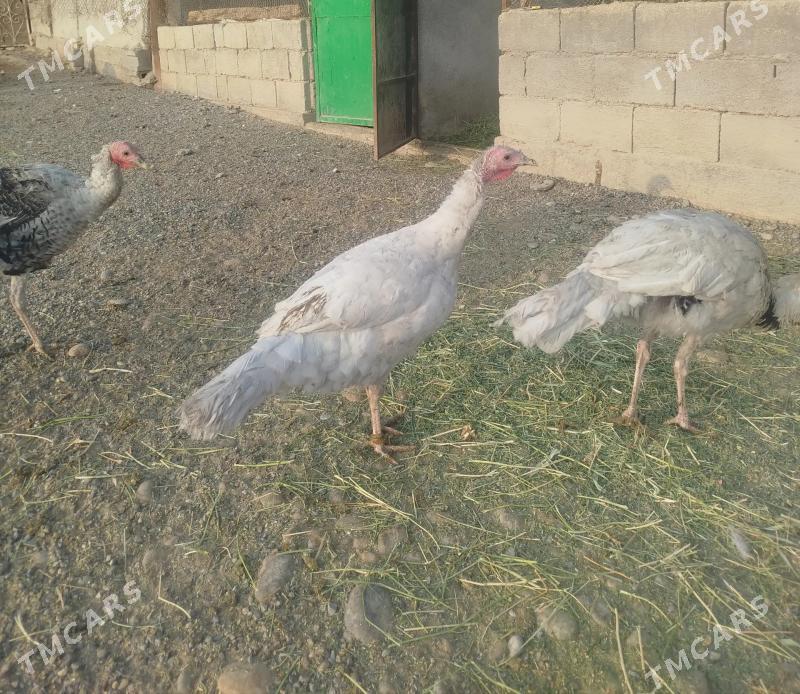 induk - Кака - img 1